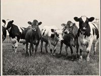 Producción animal, más allá del sí o el no